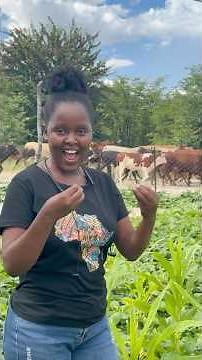 Cattle in Maun Botswana #farming #cattle #cattlefarm #botswana #travel #travelvlog #shorts #vlog