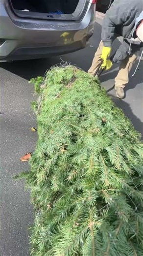 Setting up da tree! !