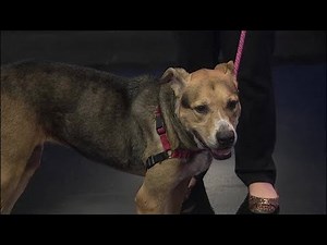 Highlighted dog up for adoption