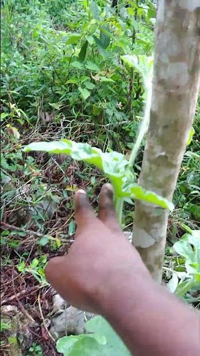How to Grow Juicy Watermelons from Seeds
