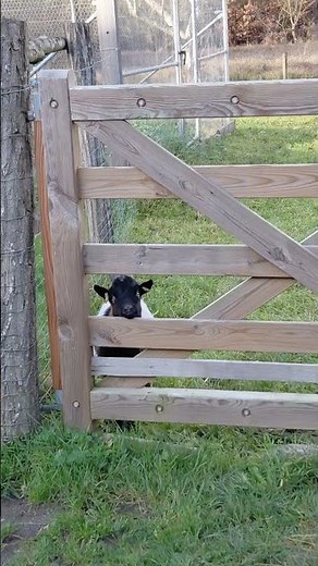 This baby goat is TOO CUTE 🐐