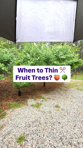 When should you thin the fruit on your tree? 🍑🌳 It’s tempting to start early… but wait 👀 Let nature do some of the work first through June drop 🍃 Once the fruit hits about golf ball size, that’s your cue 🎯 Then thin to about every 3 to 4 inches, keeping just one per cluster ✂️ This helps your tree focus energy and grow bigger, healthier fruit 💪 What questions do you have about fruit trees? Drop them below 👇 #fruittrees #gardeningtips #growyourownfood #backyardorchard #homegarden