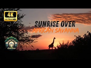 10 HOURS of PEACE: African Savanna Sunrise & Relaxing Nature Sounds 🎧 (4K)