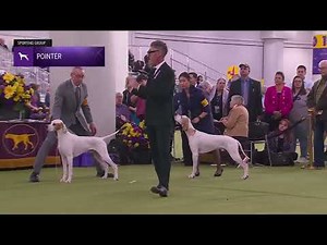 Pointers | Breed Judging 2026