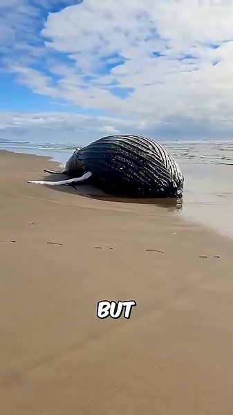 Why do whales explode like bombs #facts #animals #wildlife