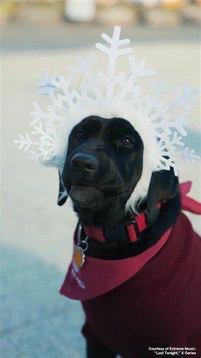 Harvard University on Instagram: "Hot cocoa and holiday cheer with Sasha! #Harvard Video: @Niles_Singer/Harvard University"
