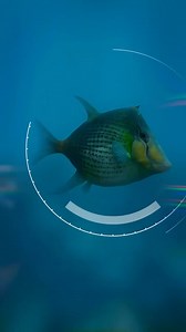 The mosasaur’s colossal set of teeth may look intimidating… but they still need to be pampered. Discover an unexpected side to dinosaurs in #PrehistoricPlanet. /// Credit to: BBC & Apple TV /// #dinosaurs #dinosaursofinstagram #dinosaurios #jurassicpark #spinosaurus #jurassicworld #jurassicworlddominion #trex #dinoworld #predator #monster #seamonster #ancienthistory #mosasaurus #prehistoricanimals #animals #paleontology #velociraptor #tyrannosaurusrex #indominusrex #archaeology #mammal #fossil #