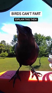"biRdS cAn'T fArt 🥴" #birdbuddy #birds #birdwatching #funnyanimals #farting | Birdbuddy