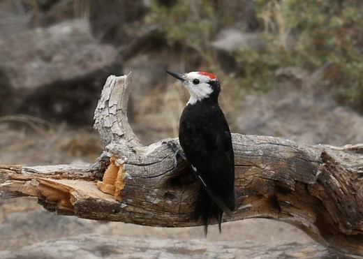 Woodpeckers In California – Picture And ID Guide