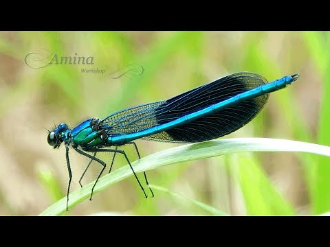 Insektenfotografie Naturfotografie Blauflügel Prachtlibellen / dragonfly / libellule اليعسوب الزرقاء