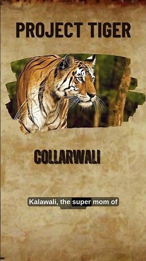 The Legends of Project Tiger 🐅 | 8 Tigers That Ruled India’s Jungles