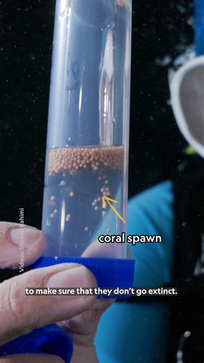 Florida’s corals still spawn each summer, releasing the building blocks of future reefs into warming seas. But as climate stress has pushed reefs to the brink, scientists are stepping in to help safeguard the species’ genetic diversity. Nat Geo Explorer Dr. Shireen Rahimi shares more about the efforts to protect Florida’s corals. | National Geographic Science