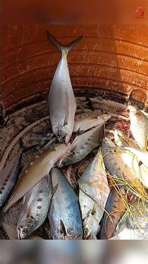 Catching Plenty of Queen Fish Using Live Baits #fishing #fishingvideo #fishingtime