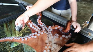 715 reactions · 395 shares | Full-time giant Pacific octopus, part-time underwater filmmaker (we gave our octopus, Cleopatra, a GoPro). | Oregon Coast Aquarium | Facebook