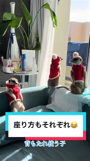 4年前の冬❄️ この頃が懐かしい #12匹のギャングとモモンガ様 #うちの子が可愛すぎる #ミーアキャットペット #動物 #ミーアキャット