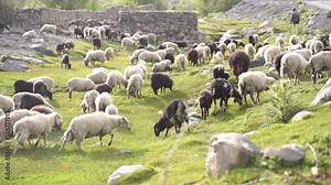 Herd of multi-colored beautiful pockmarked sheep closeup walks along pasture and eats and plucks, chews grass on field, in summer at sunset. Many sheep walk and graze in the pasture. Spiti Valley.