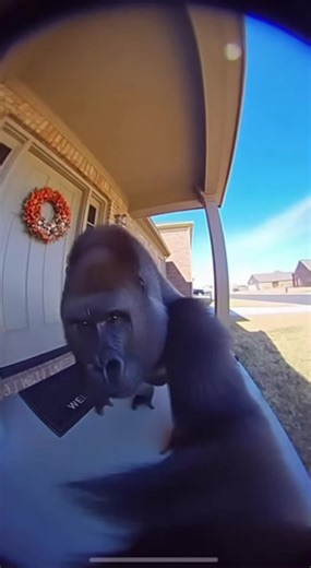 Gorilla dance machine