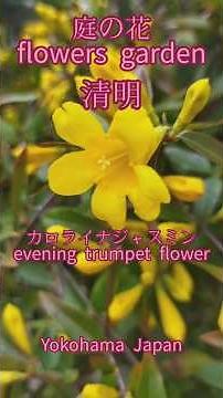 庭の花 カロライナジャスミン 今日は清明の日 #庭の花 #nature #flowers #garden #花のある風景 #山野草 #花風景 #カロライナジャスミン #ハナニラ #二十四節気 #清明