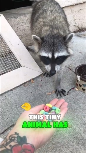 You Won't Believe How Adorable These Baby Raccoons Are! 😍 #BabyRaccoons #Animals #Shorts
