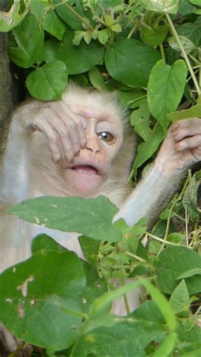 6.9K views · 234 reactions | The baby monkey’s hunger call breaks the early silence | Nature Life | Facebook