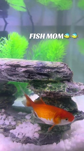 Introducing Ne-em & Coco: A Fish Homecoming Journey