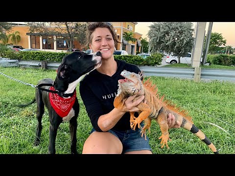 Girl trains dog to catch Iguanas in Florida!! Invasive green iguana hunting￼