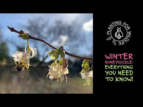 Winter Honeysuckle - Everything you need to know!