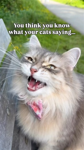 What Your Cat Is Really Saying (Every Sound Explained!) 🐾