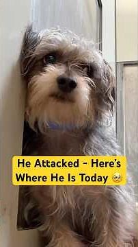 He Attacked - Here’s Where He is Today 🥹 #emotional