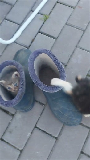 Самые красивые глаза 👀 Любви отвечают только Сердцем #улыбка #yt #cat #ytshaorts #youtudeshrts