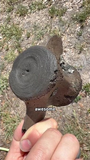 Is this a fossil whale or dolphin vertebra? This was found while searching a prehistoric ocean floor