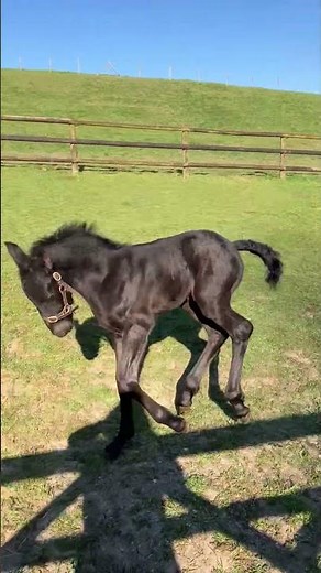 Cheval à vendre - Poulain Frison Pleins Papiers - Vidéo 2 - equirodi.com