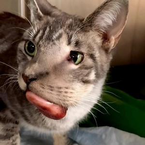 C'était juste un petit chat gris 🐱, apparu incognito à la périphérie de la ville. Sa langue était gravement blessée 😿, et dans ses yeux se mêlaient peur et espoir. Personne ne savait ce qu'il avait vu avant ce jour. Il ne miaulait pas, ne pleurait pas, et ne demandait pas d'aide. Il fixait les gens droit dans les yeux 👀. Ce regard les forçait à s'arrêter et à réfléchir. Cette histoire ne parle pas seulement d'un animal. Elle parle de notre humanité, de notre indifférence et de nos choix 🤍. U