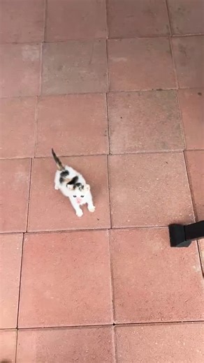 The Humor in Cats: Understanding Their Playful Nature