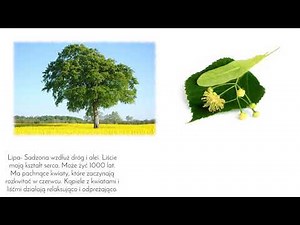 11 The most popular tree species in Poland