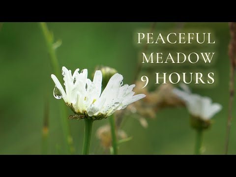 Spring Meadow 🌼 9 Hours Relaxing Birdsong | Gentle Nature Sounds for Sleep & Calm