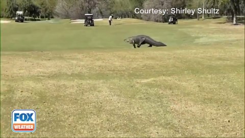 A Florida woman captured the breathtaking moment of a humongous alligator wandering on a golf course.