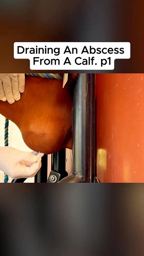 6.7K views · 31 reactions | Draining An Abscess From A Calf #tiktok #fyp #foryou #viral #trending #bull #abscess #cow #hoof _2 | ReelWave Gomez | Facebook