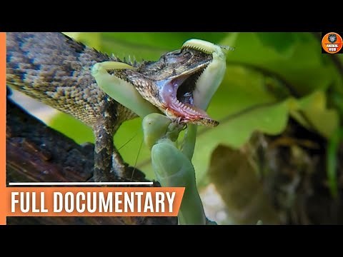 Praying Mantis Attacks and Eats Lizard Alive