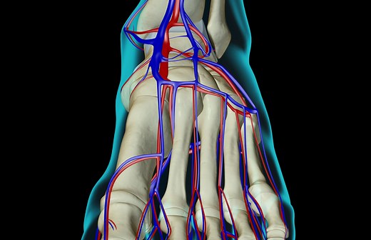 Why Is the Dorsalis Pedis Artery Important?