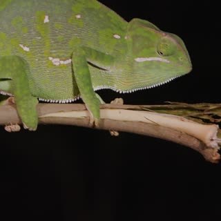 Chameleon feet are zygodactylous, which basically means two toes in the front, two toes in the back.... they even kind of look like little oven mitts. These arboreal lizards use their prehensile tails, unique feet and super sharp claws to move pretty much effortlessly through the treetops. | Brave Wilderness