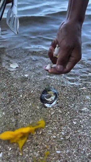 Strange Big Eye Fish Found Near Shore 😳