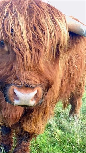 Highland cows have a natural resistance to many cattle diseases thanks to centuries of living in harsh environments, which is one reason they often require fewer veterinary treatments than most breeds. #HighlandCow #highlands #scotland #farming #autumn | Highland Drover