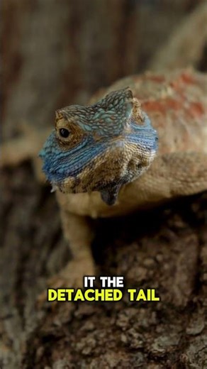 Lizards' Amazing Tail Trick #reptiles #wildlife