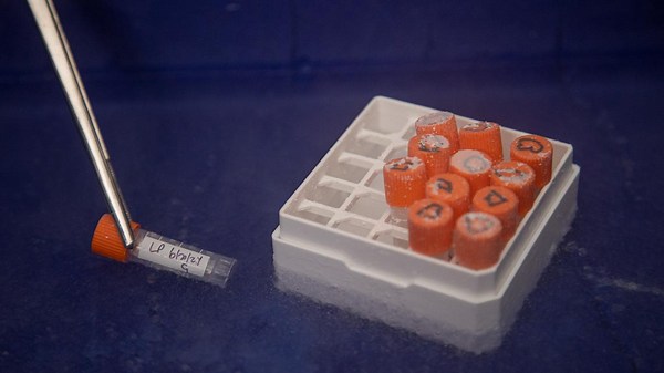 First-ever insect added to San Diego Zoo’s ‘Frozen Zoo’ to help safeguard genetic diversity