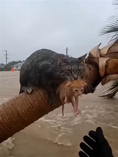 😭🐾Water kept rising… but a mother’s love held stronger.Kamin - Emin & Jony (slowed) #edit #catrescue #creatorsearchinsights #emotionalcats #catsvideo