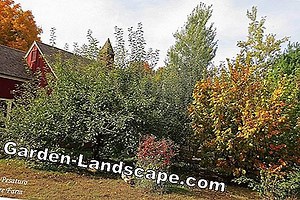 Landscaping: Creating jungle feeling on the balcony - Our tips for a jungle balcony | 2025