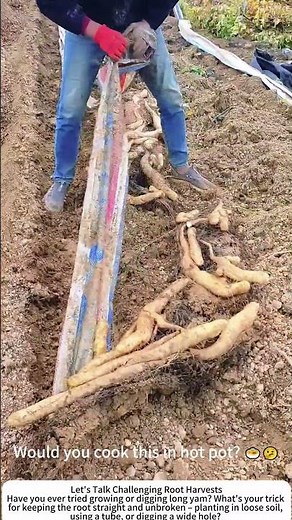 Digging Long Yam – Deep Soil, Gentle Hands 🍠🧑‍🌾