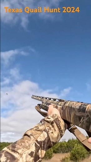 Stoeger M3500 Texas Quail Hunt 2024