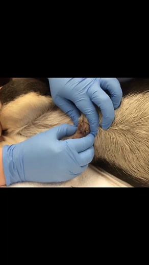 It’s almost cuterebra season #veterinarian #puppy #vetlife #dog #imsorry #gross